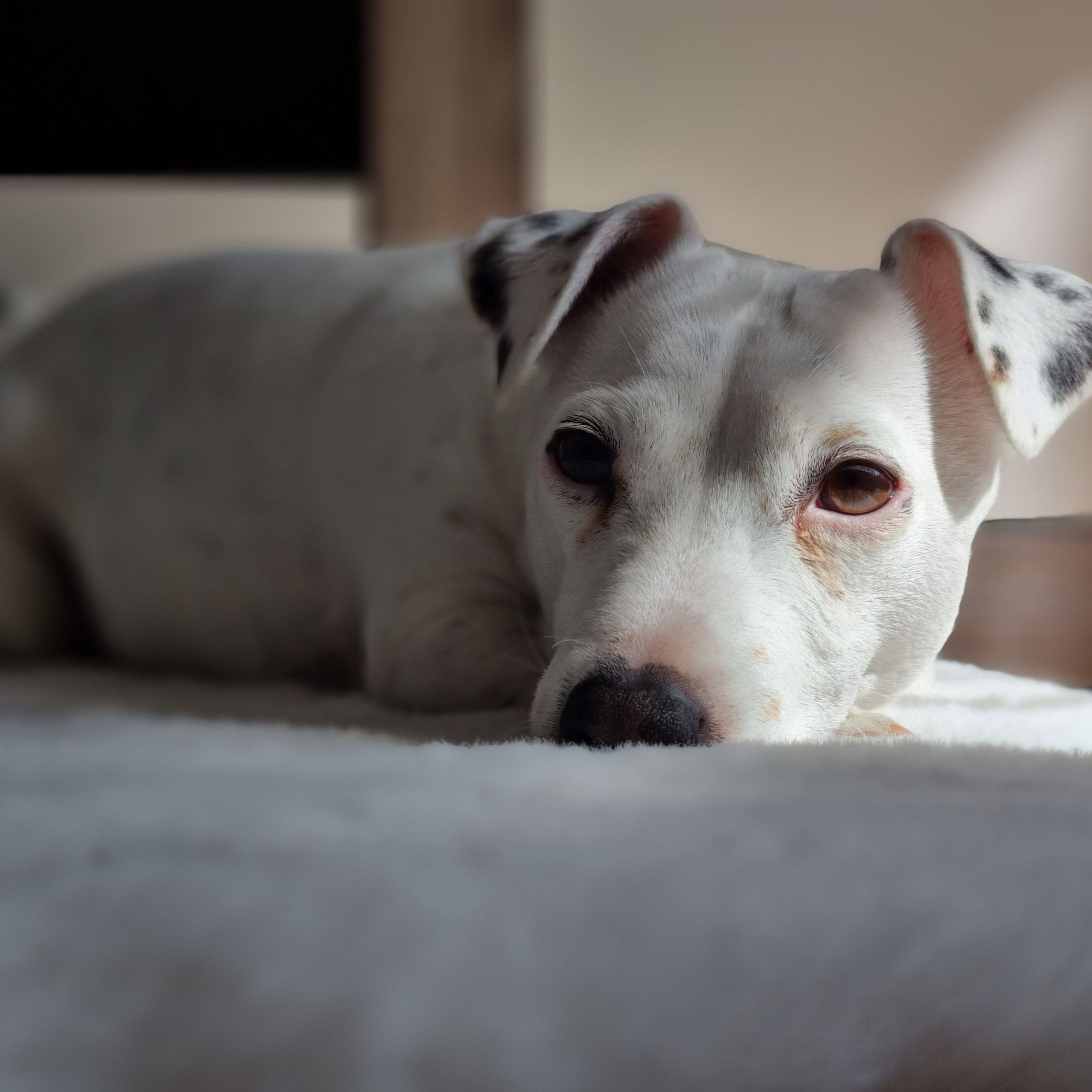 Soutěžní fotografie - Roxy,  Jack Russell Teriér