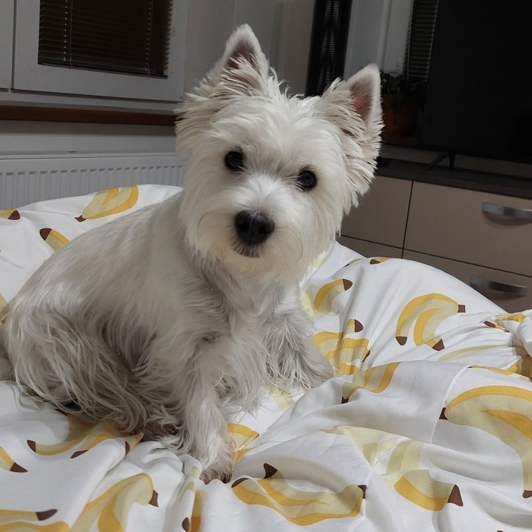 Soutěžní fotografie - Berinka,  West Highland White Terrier