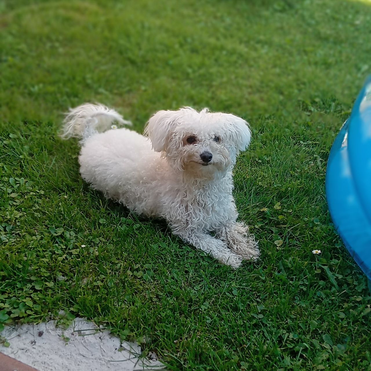 Soutěžní fotografie - Daisy,  Boloňský psík