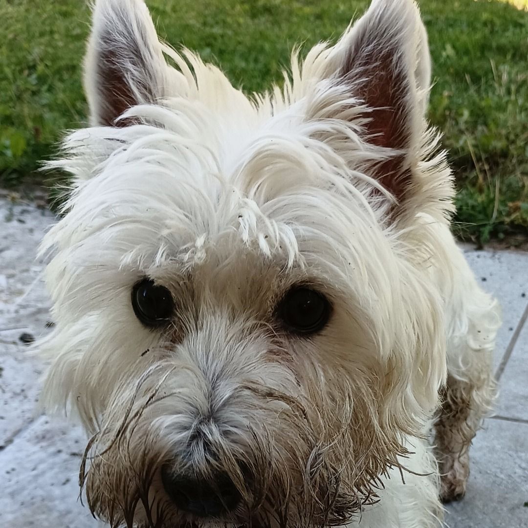 Soutěžní fotografie - Maxik,  West Highland White Terrier