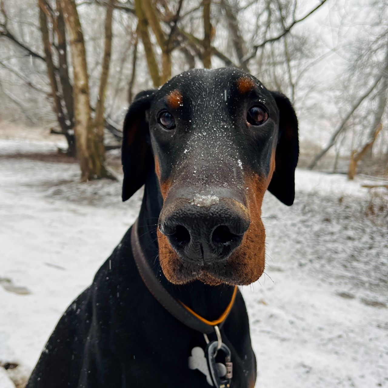 Soutěžní fotografie - Oskar,  Dobrman