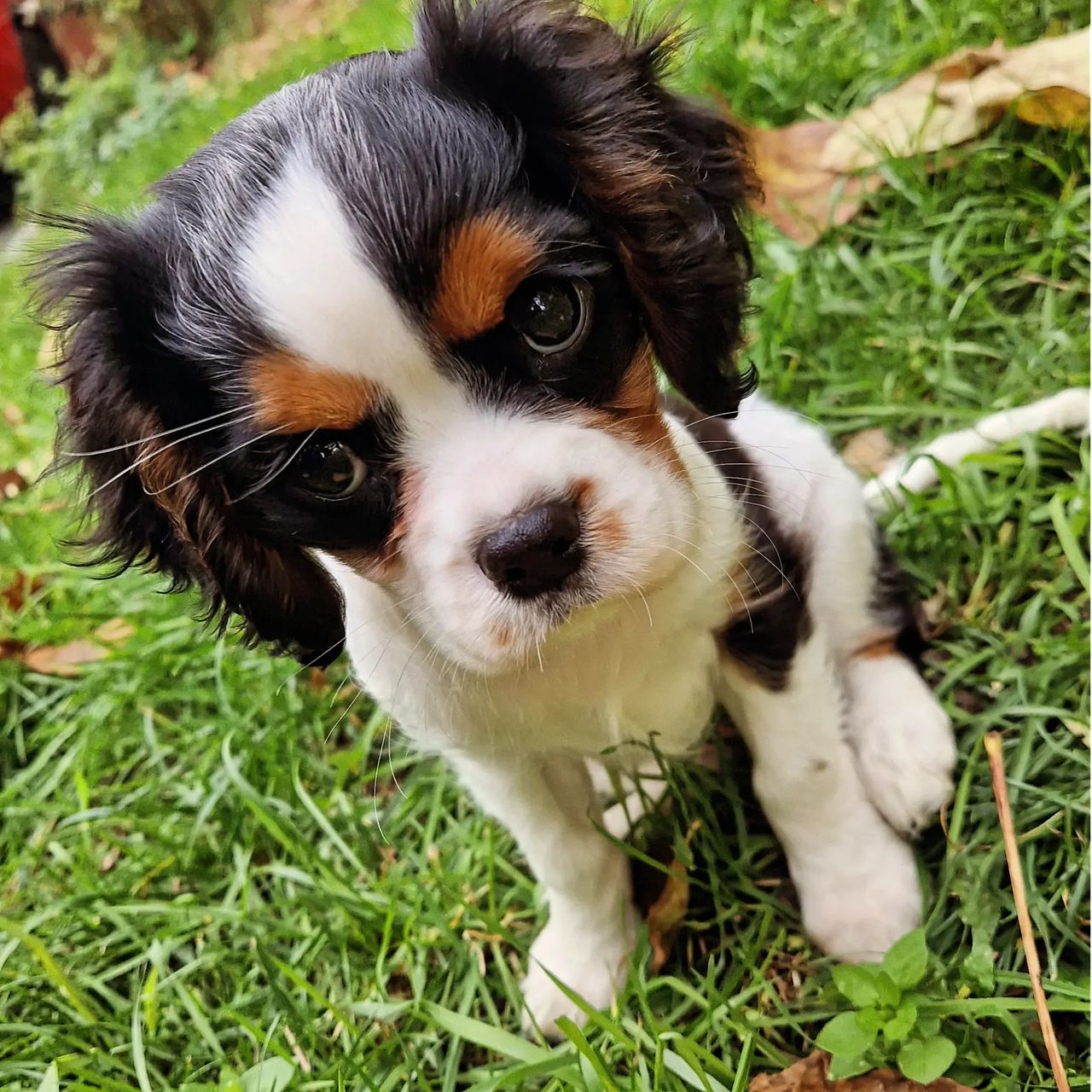 Soutěžní fotografie - Suri,  Kavalír King Charles španěl