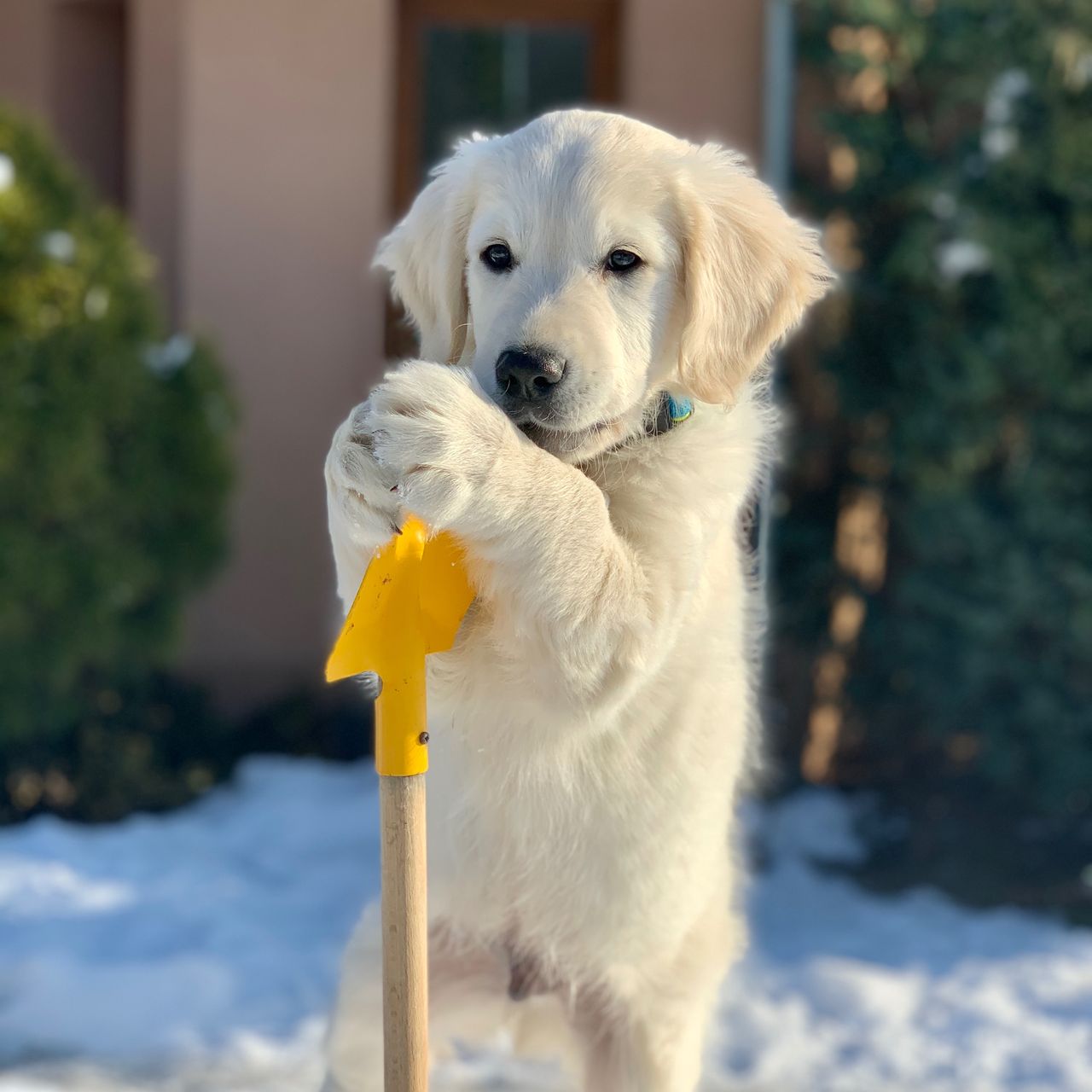 Soutěžní fotografie - Buddy,  Zlatý retriever