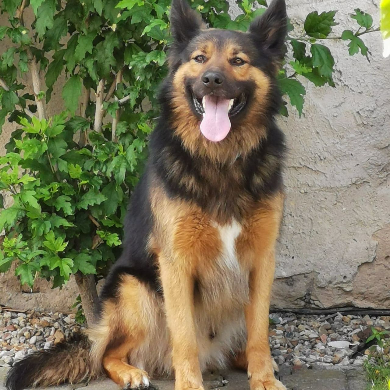 Soutěžní fotografie - Bady,  Australský ovčák