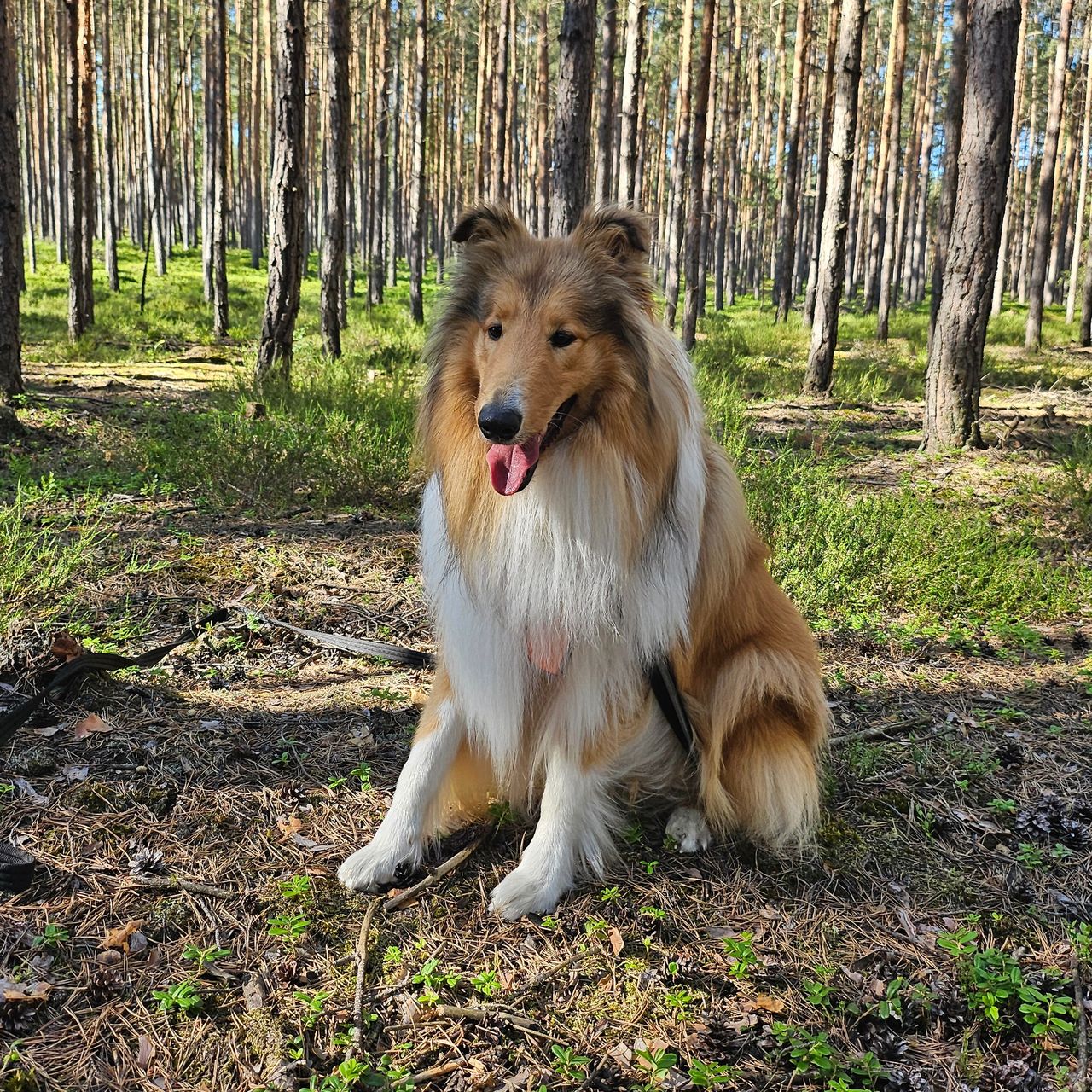 Soutěžní fotografie - Lory,  Kolie dlouhosrstá