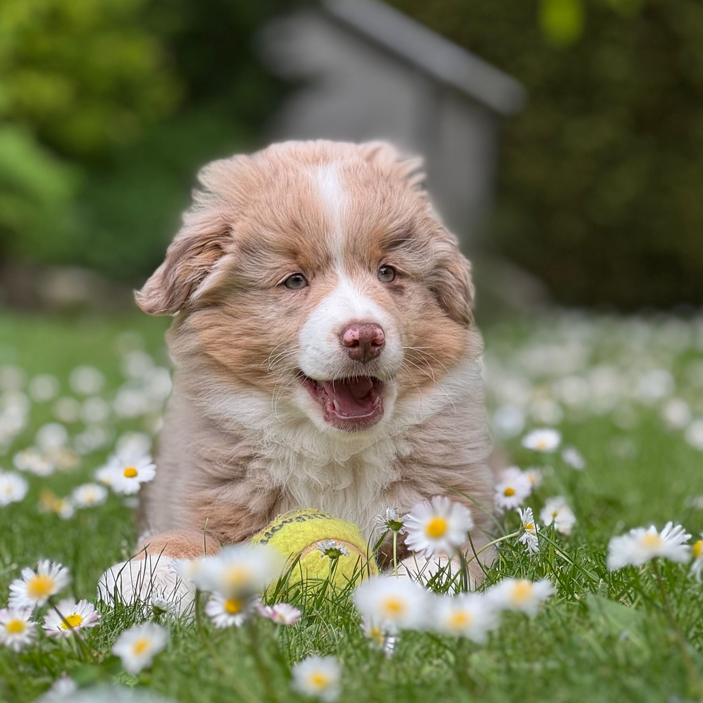 Soutěžní fotografie - Kib,  Miniaturní americký ovčák