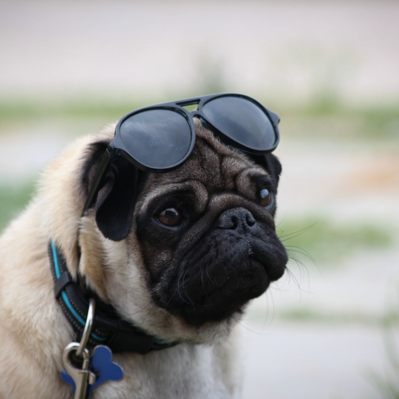 Soutěžní fotografie - Theo,  Mops