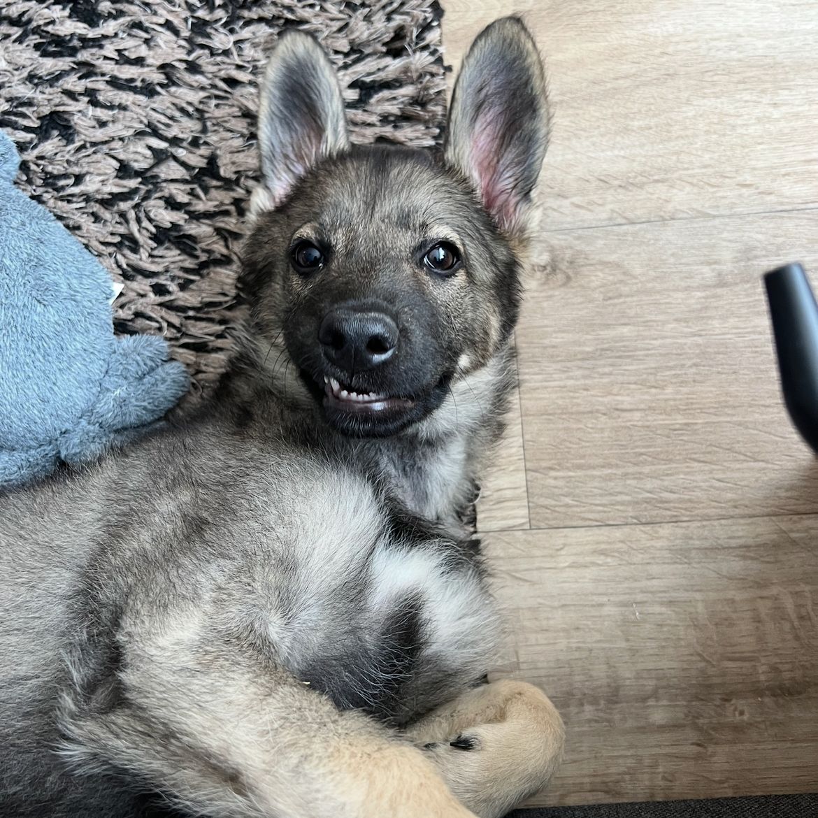 Soutěžní fotografie - Dasty,  Ostatní