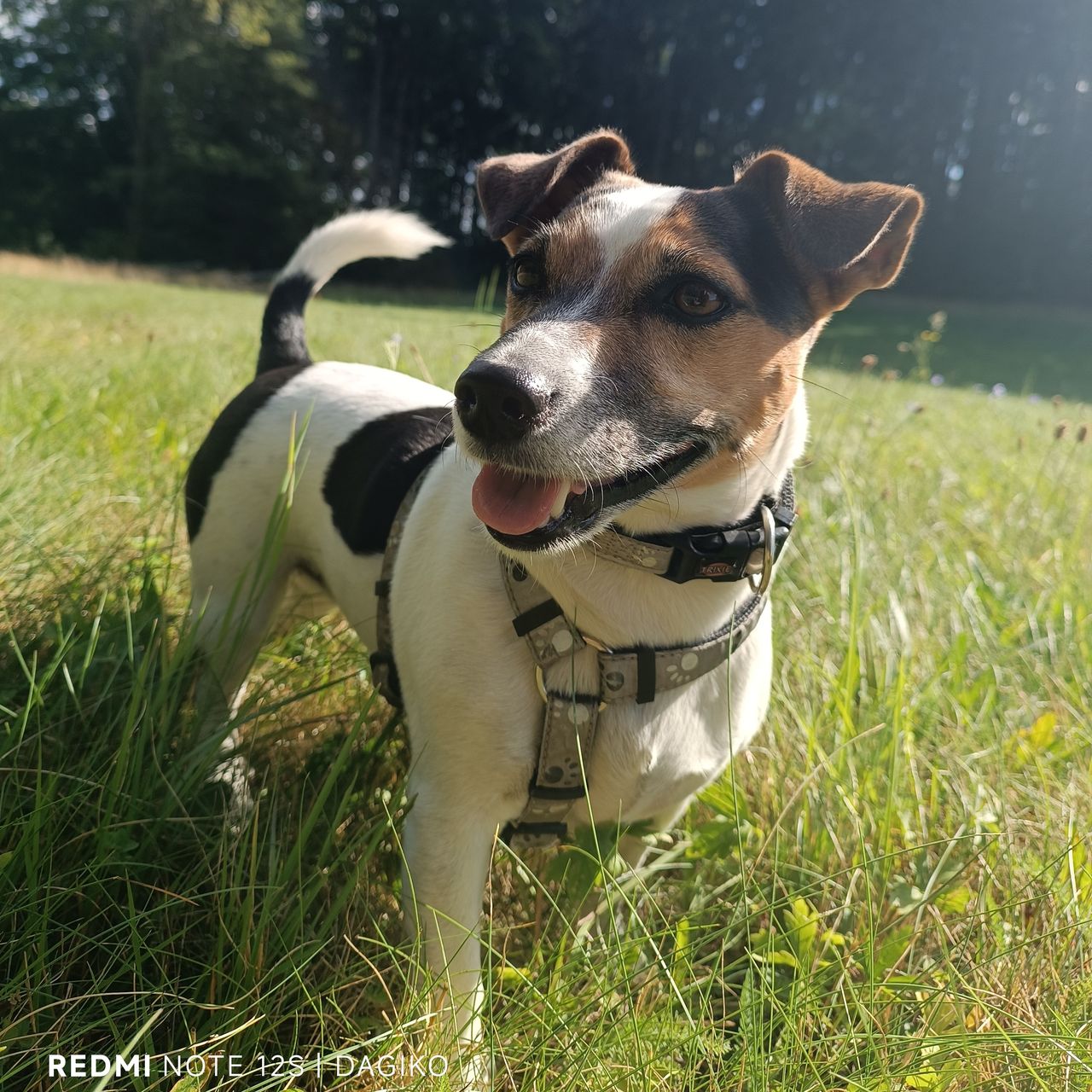 Soutěžní fotografie - Bebbie,  Jack Russell Teriér