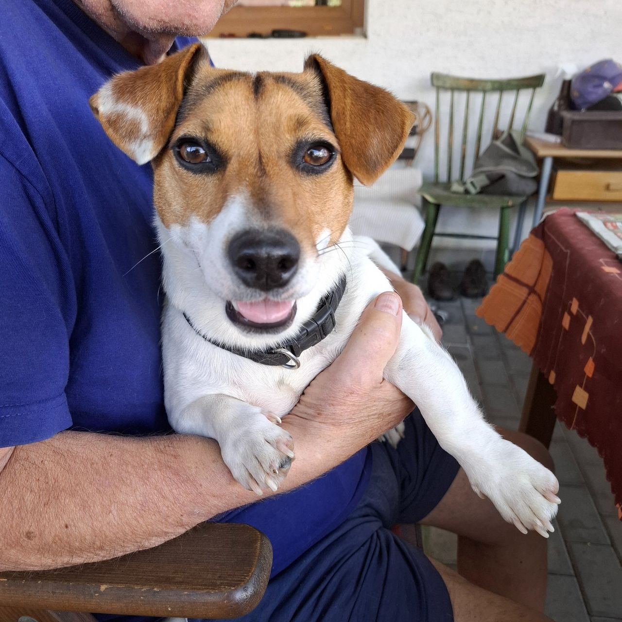 Soutěžní fotografie - Moly,  Jack Russell Teriér