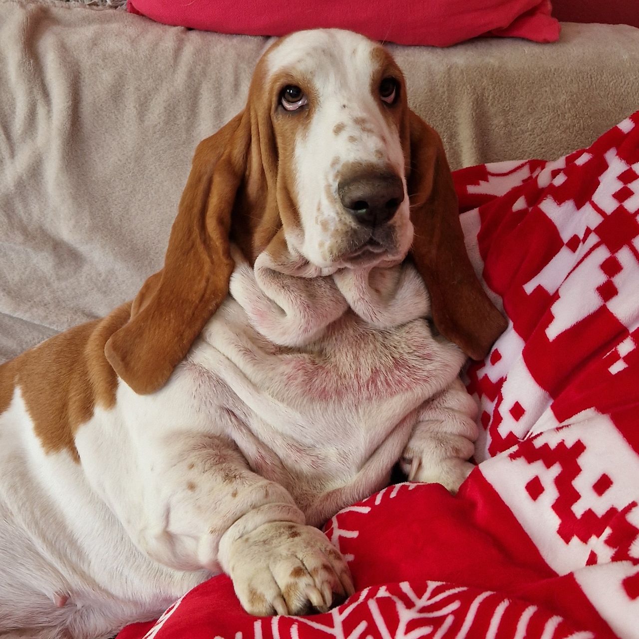 Soutěžní fotografie - Annabella,  Basset Hound