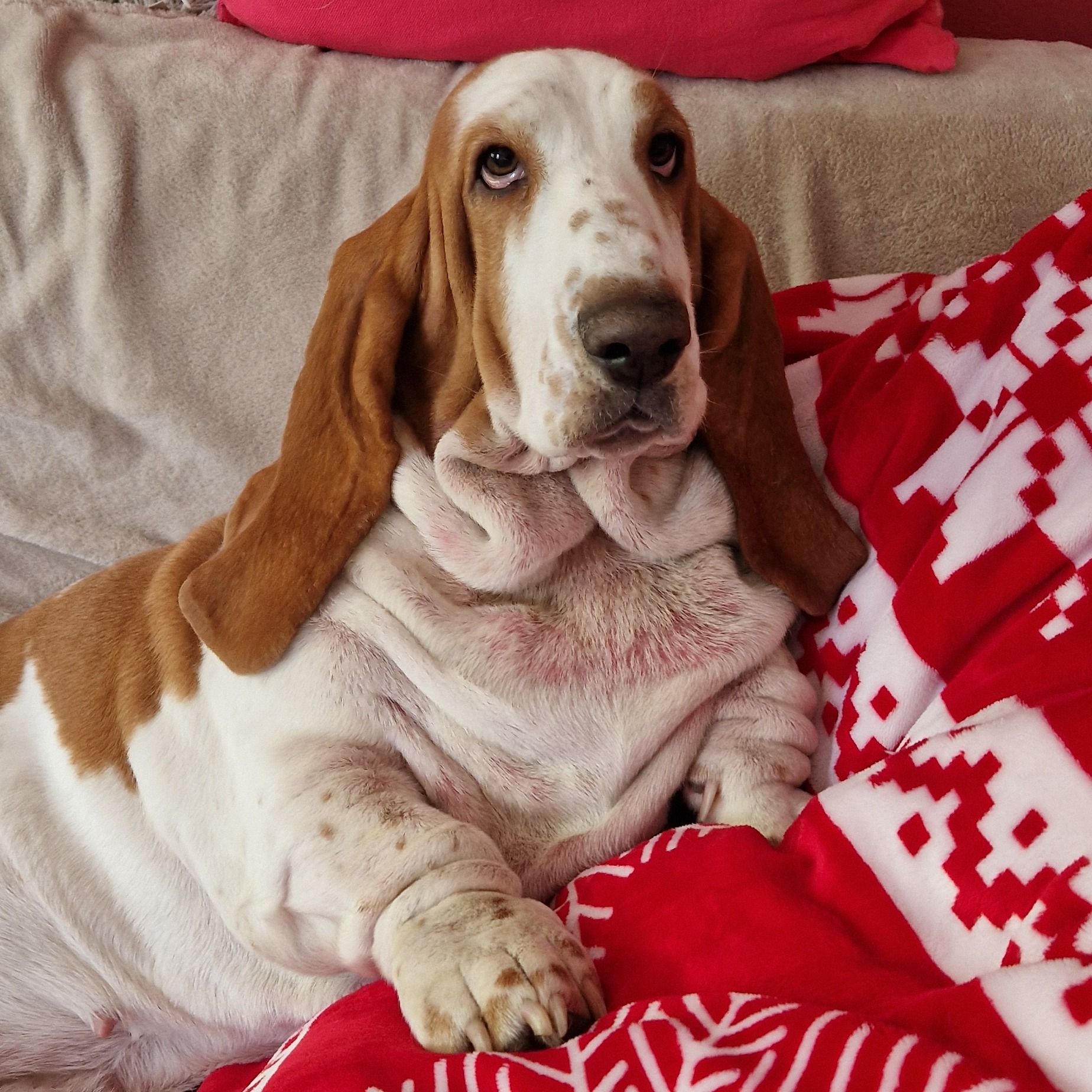 Soutěžní fotografie - Annabella,  Basset Hound