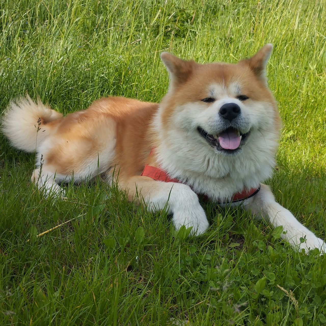 Soutěžní fotografie - Argiš,  Akita