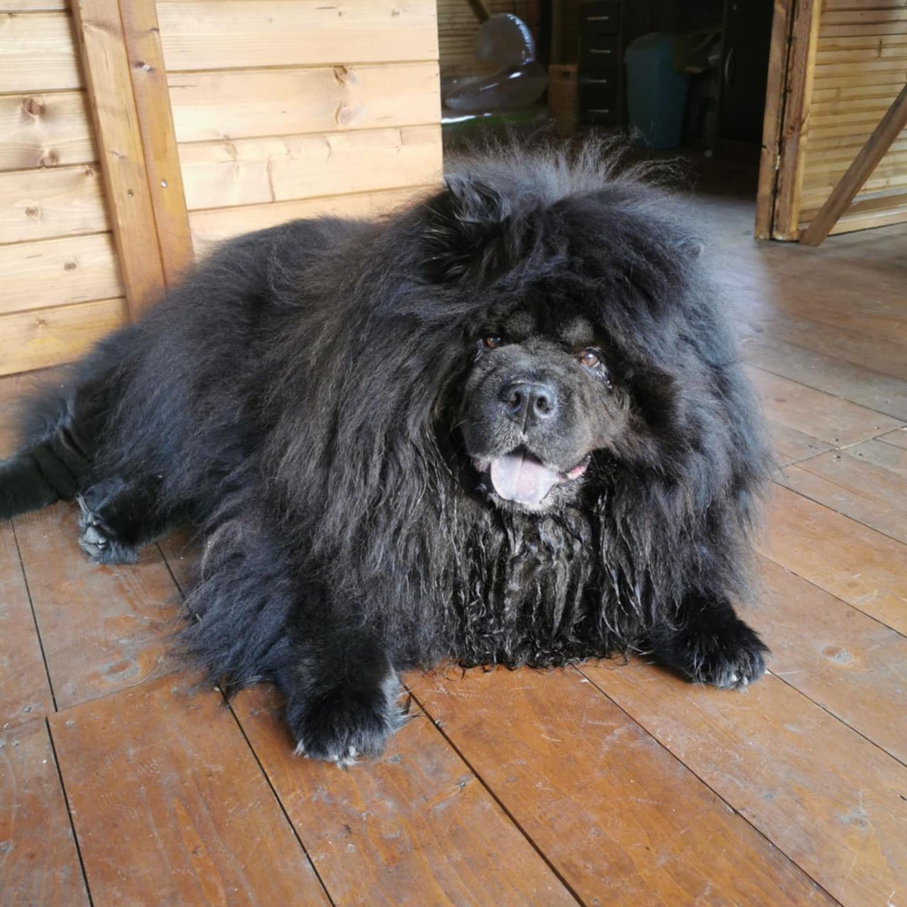 Soutěžní fotografie - Akim,  Chow chow