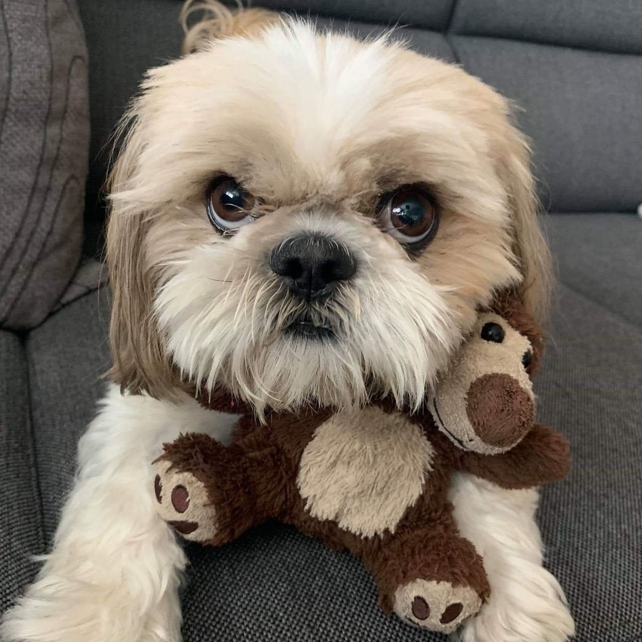 Soutěžní fotografie - Max,  Shih-tzu