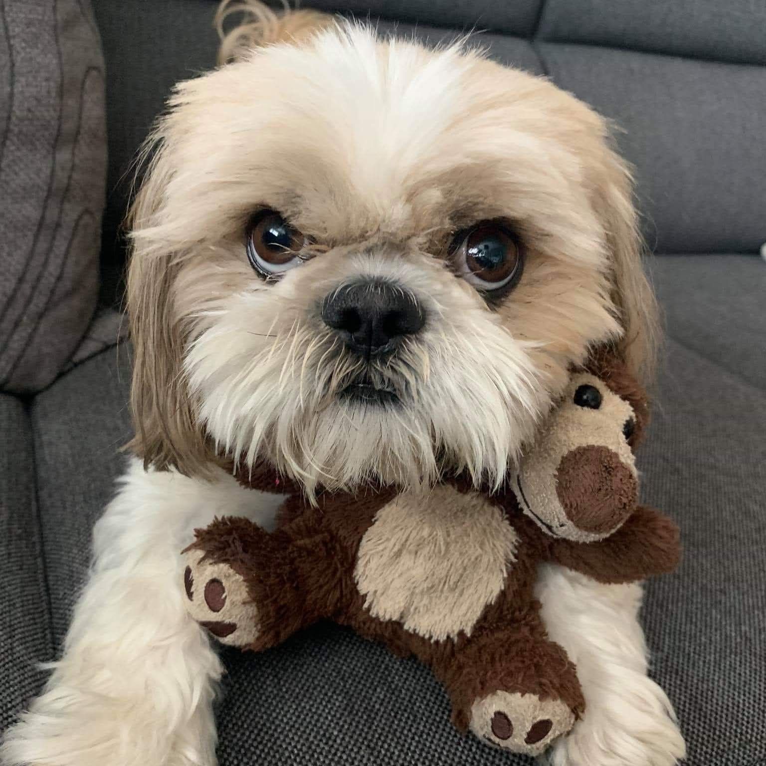 Soutěžní fotografie - Max,  Shih-tzu