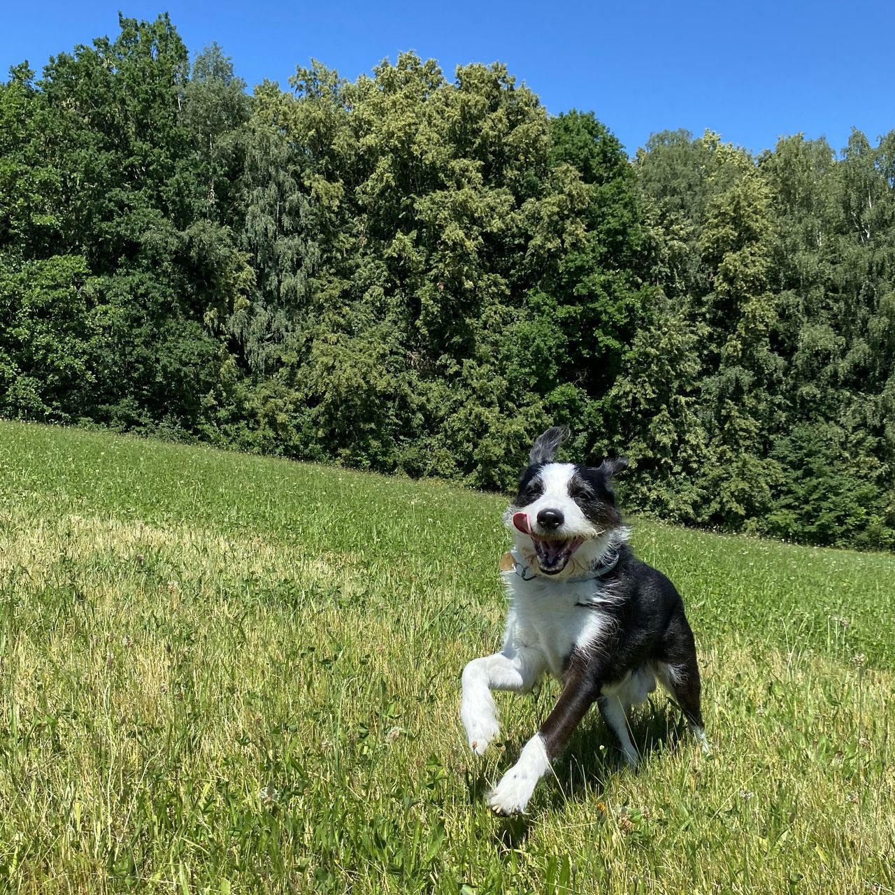 Soutěžní fotografie - Kenny,  Ostatní