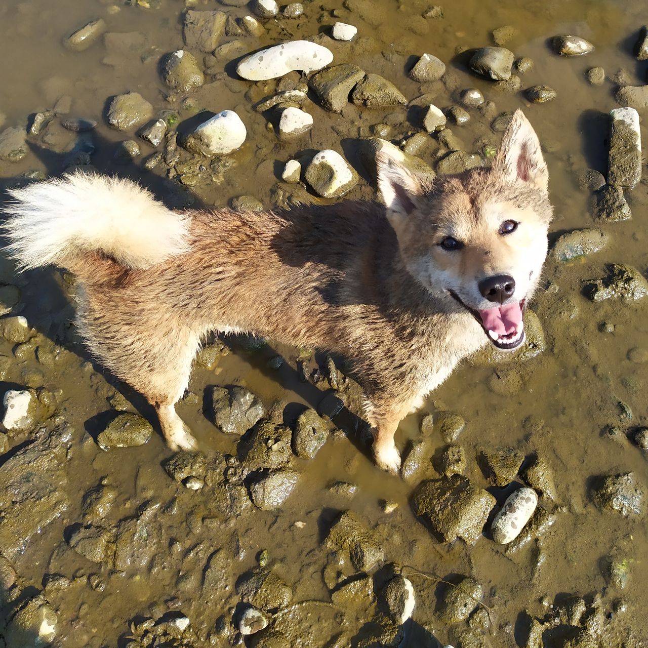 Soutěžní fotografie - Hugo,  Shiba