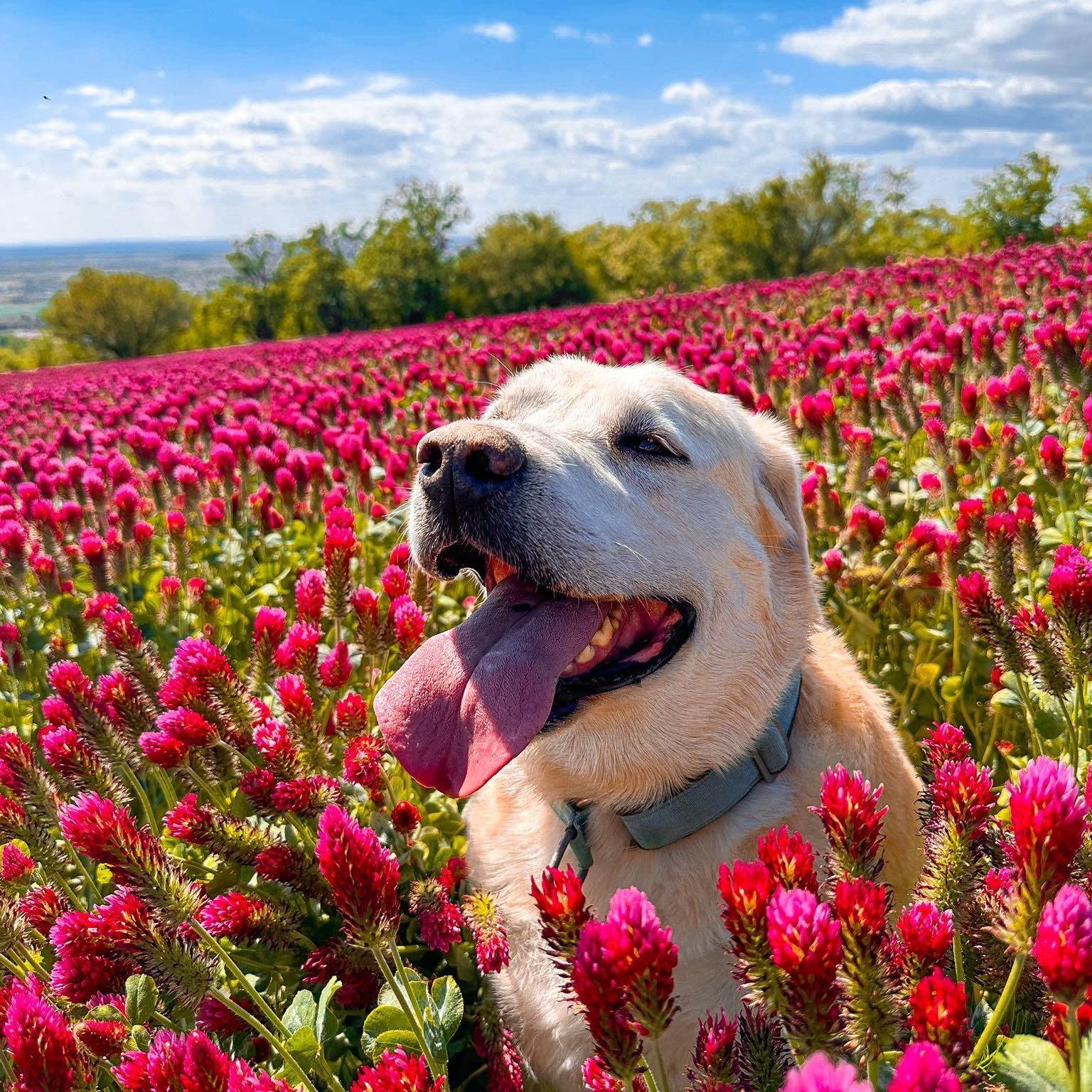Soutěžní fotografie - Eddie,  Labradorský retriever