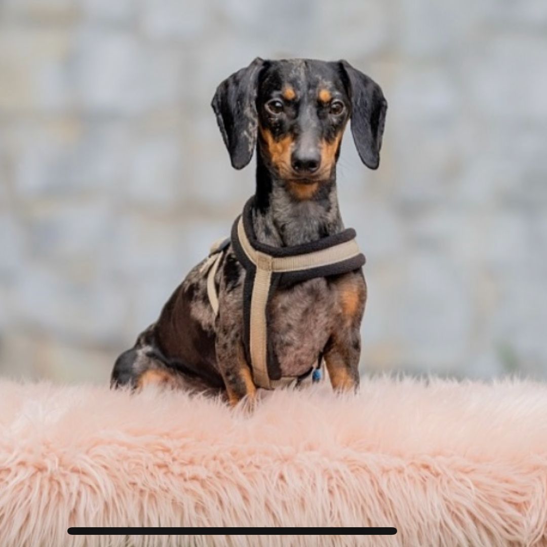 Soutěžní fotografie - Mia,  Jezevčík