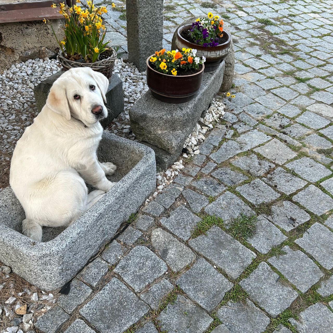 Soutěžní fotografie - Cora,  Středoasijský pastevecký pes