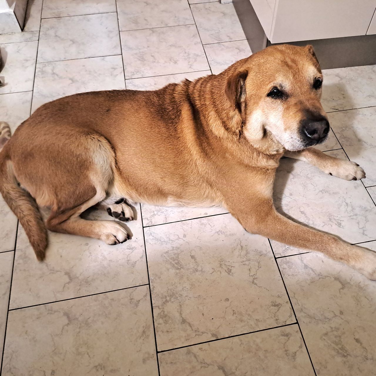 Soutěžní fotografie - Max,  Labradorský retriever