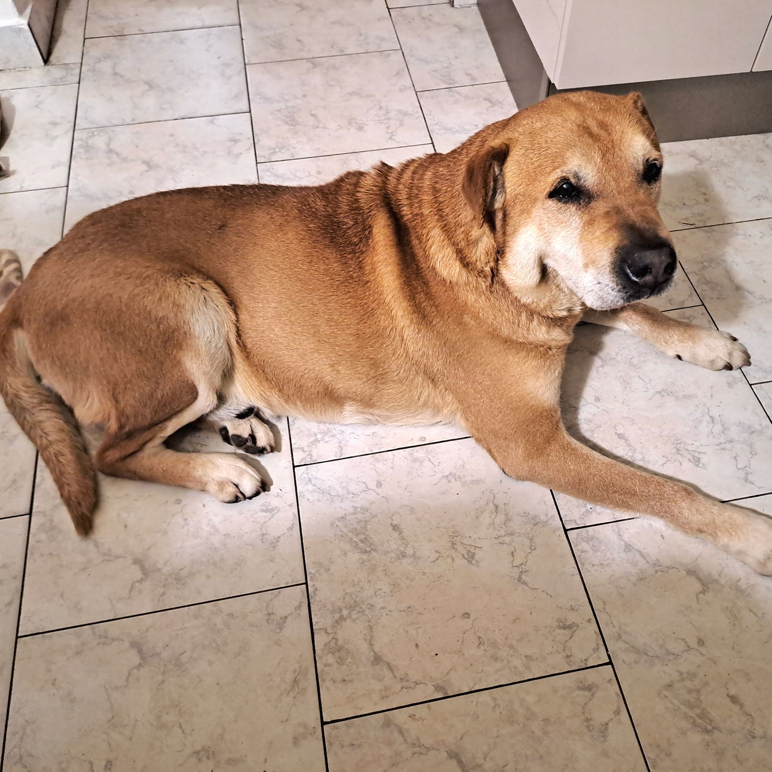 Soutěžní fotografie - Max,  Labradorský retriever