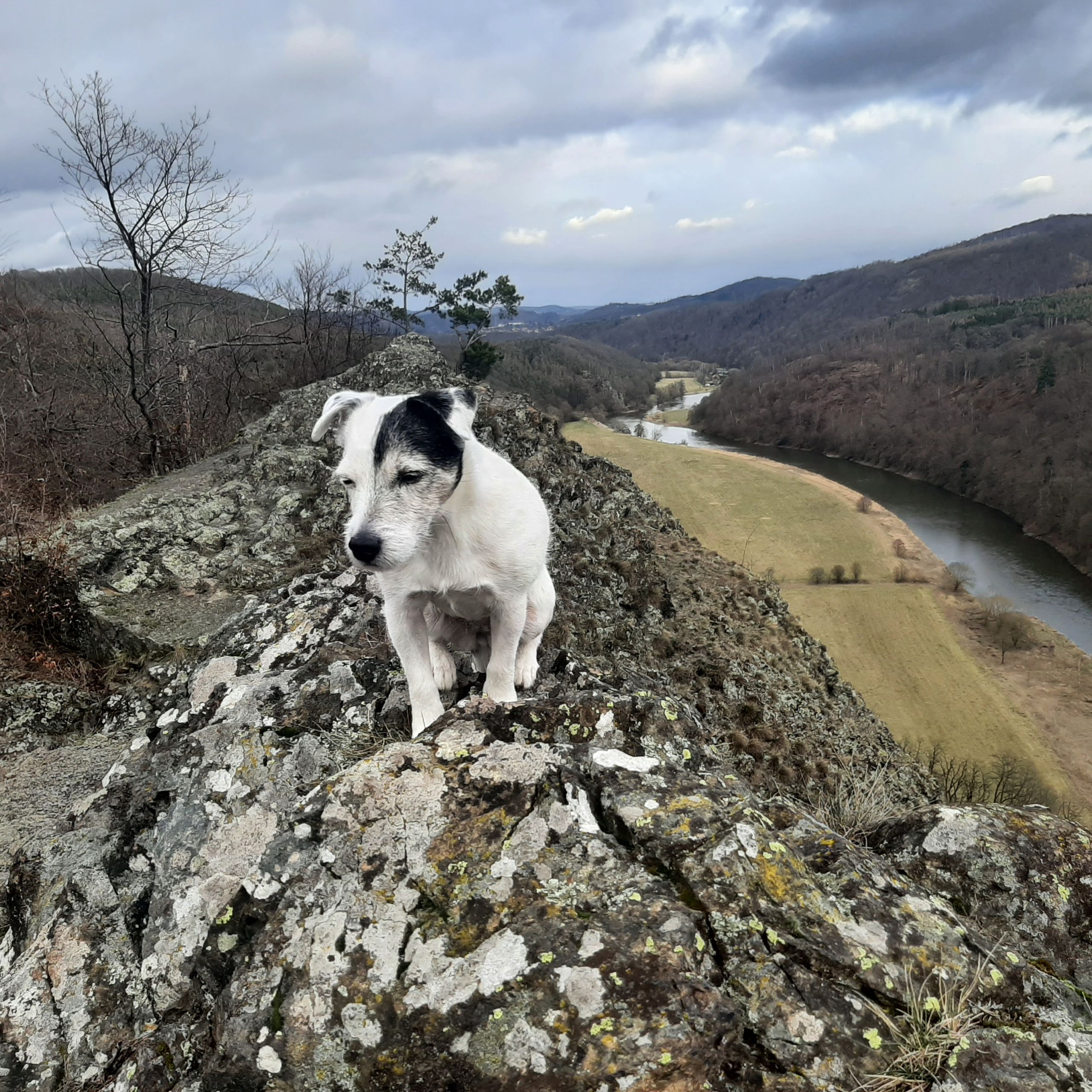 Soutěžní fotografie - Amálka,  Parson Russell Teriér