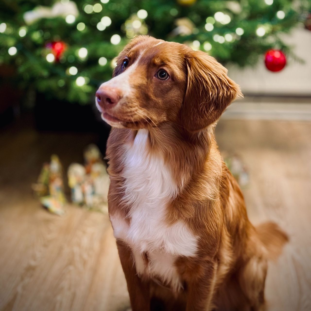 Soutěžní fotografie - Artemis,  Nova Scotia Duck Tolling Retriever