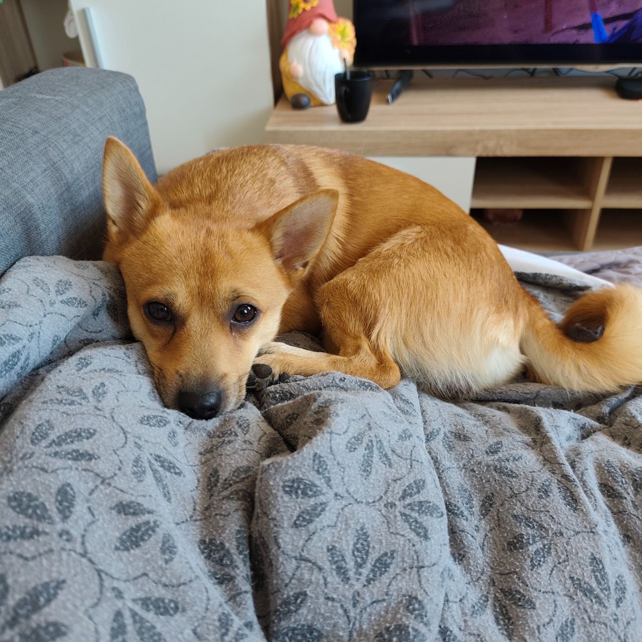 Soutěžní fotografie - Fox,  Ostatní