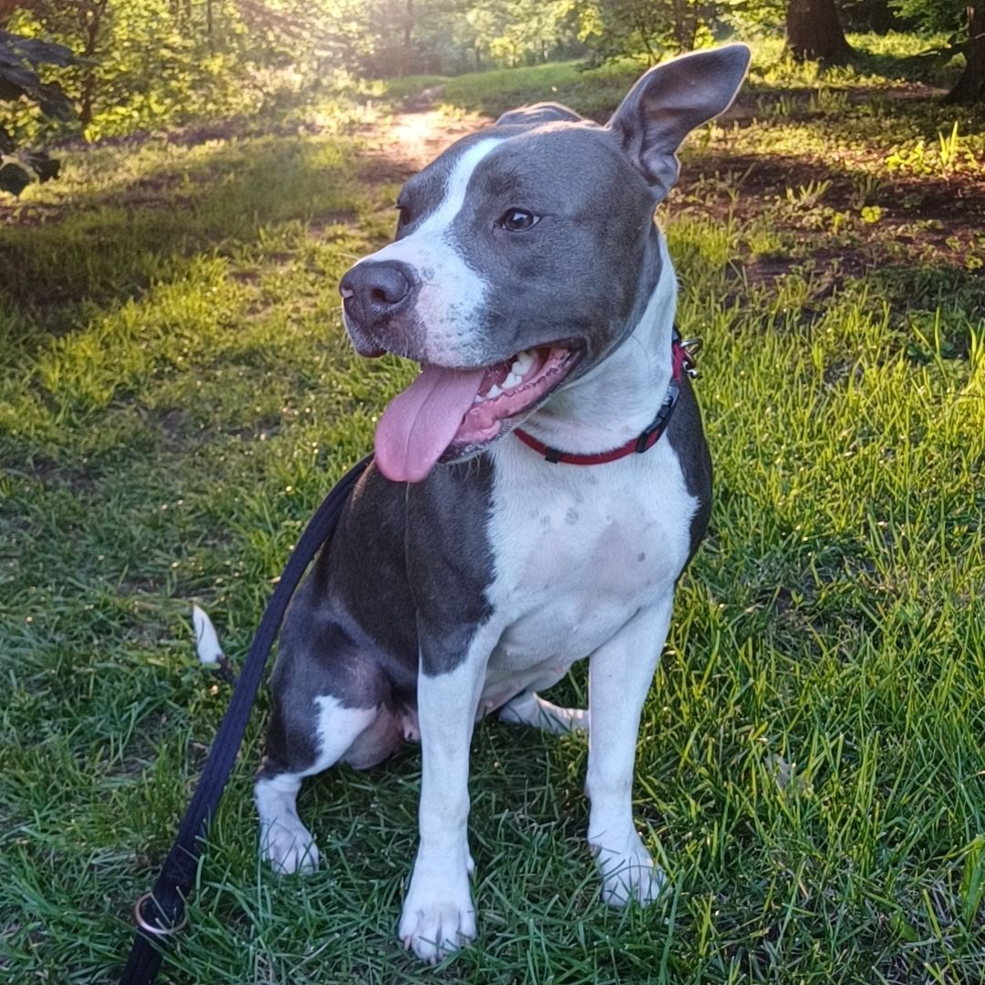 Soutěžní fotografie - Roxy,  Americký stafordširský terier