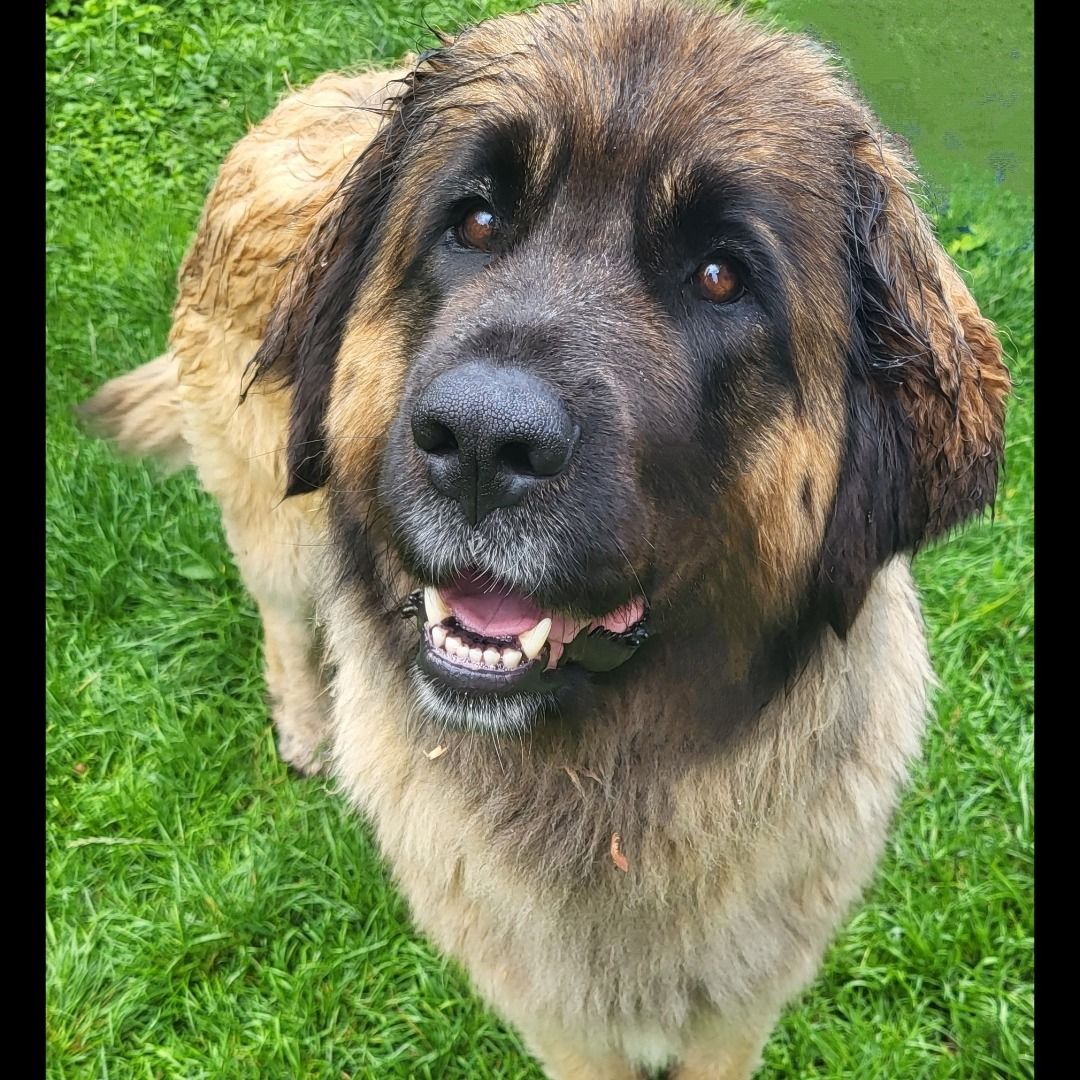 Soutěžní fotografie - Šery,  Leonberger