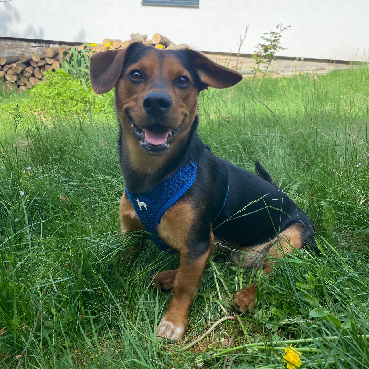 Soutěžní fotografie - Lucky,  Ostatní