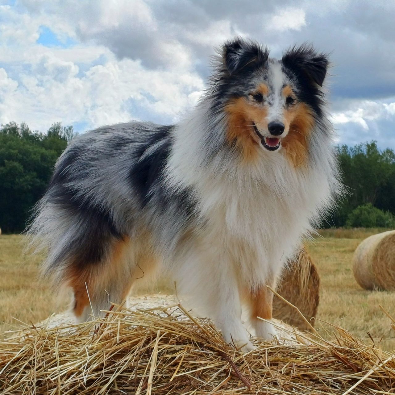 Soutěžní fotografie - Moon,  Sheltie