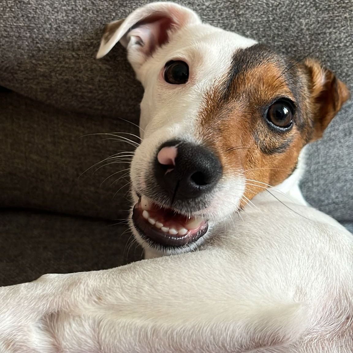 Soutěžní fotografie - Ellie,  Jack Russell Teriér
