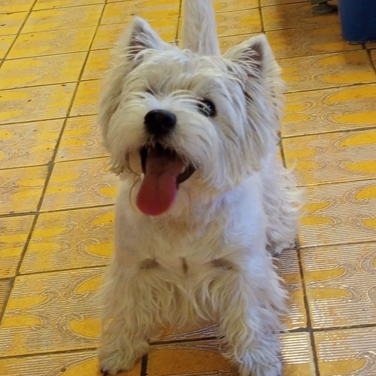 Soutěžní fotografie - Feebee,  West Highland White Terrier