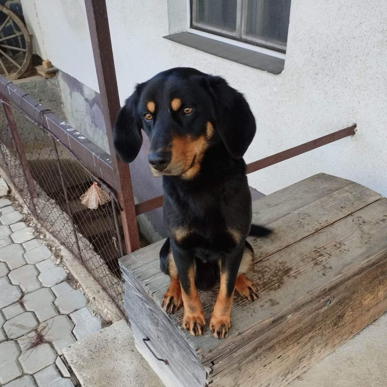 Soutěžní fotografie - Loki,  Ostatní