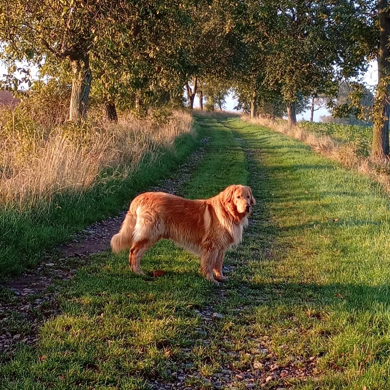 Soutěžní fotografie - Arnamo,  Hovawart