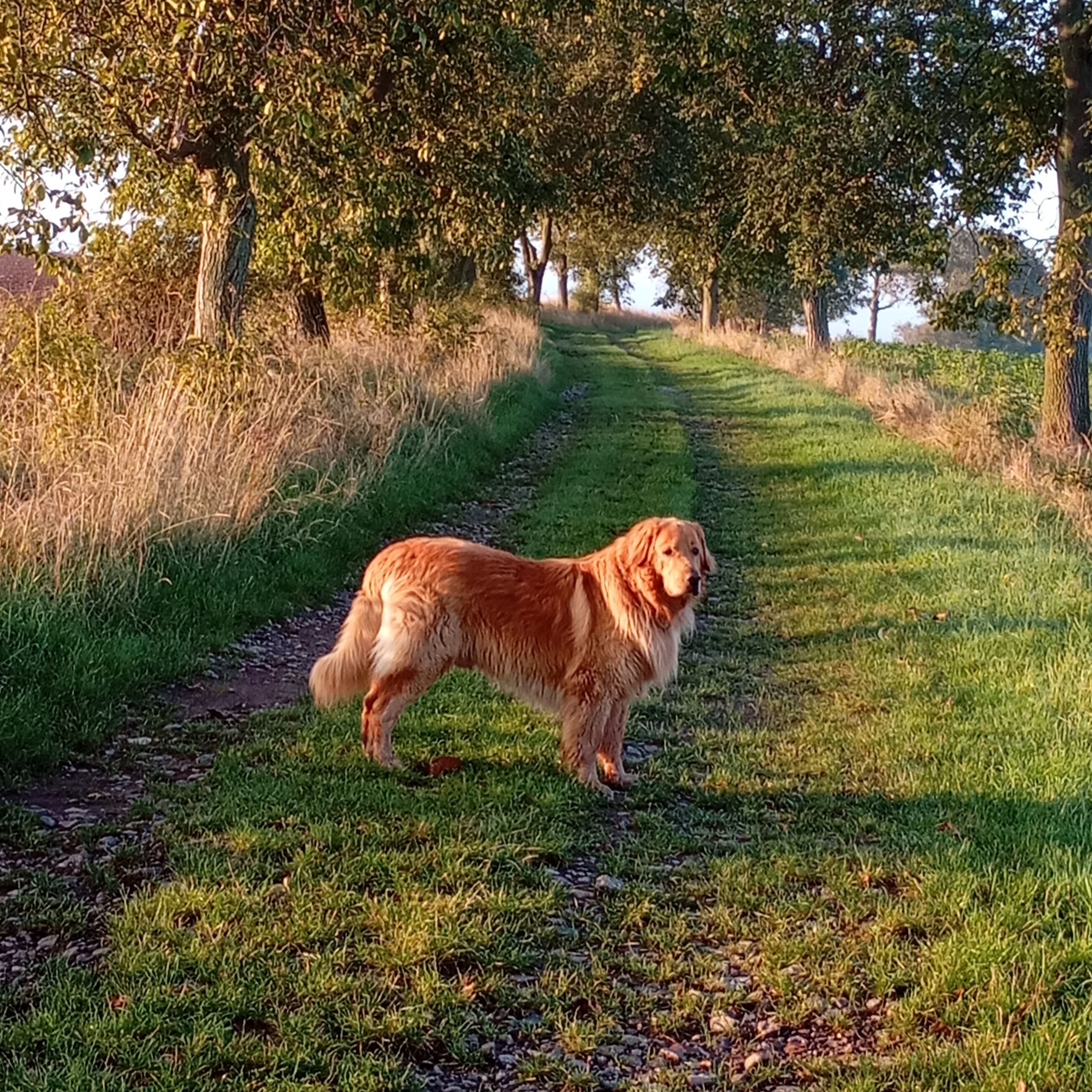 Soutěžní fotografie - Arnamo,  Hovawart