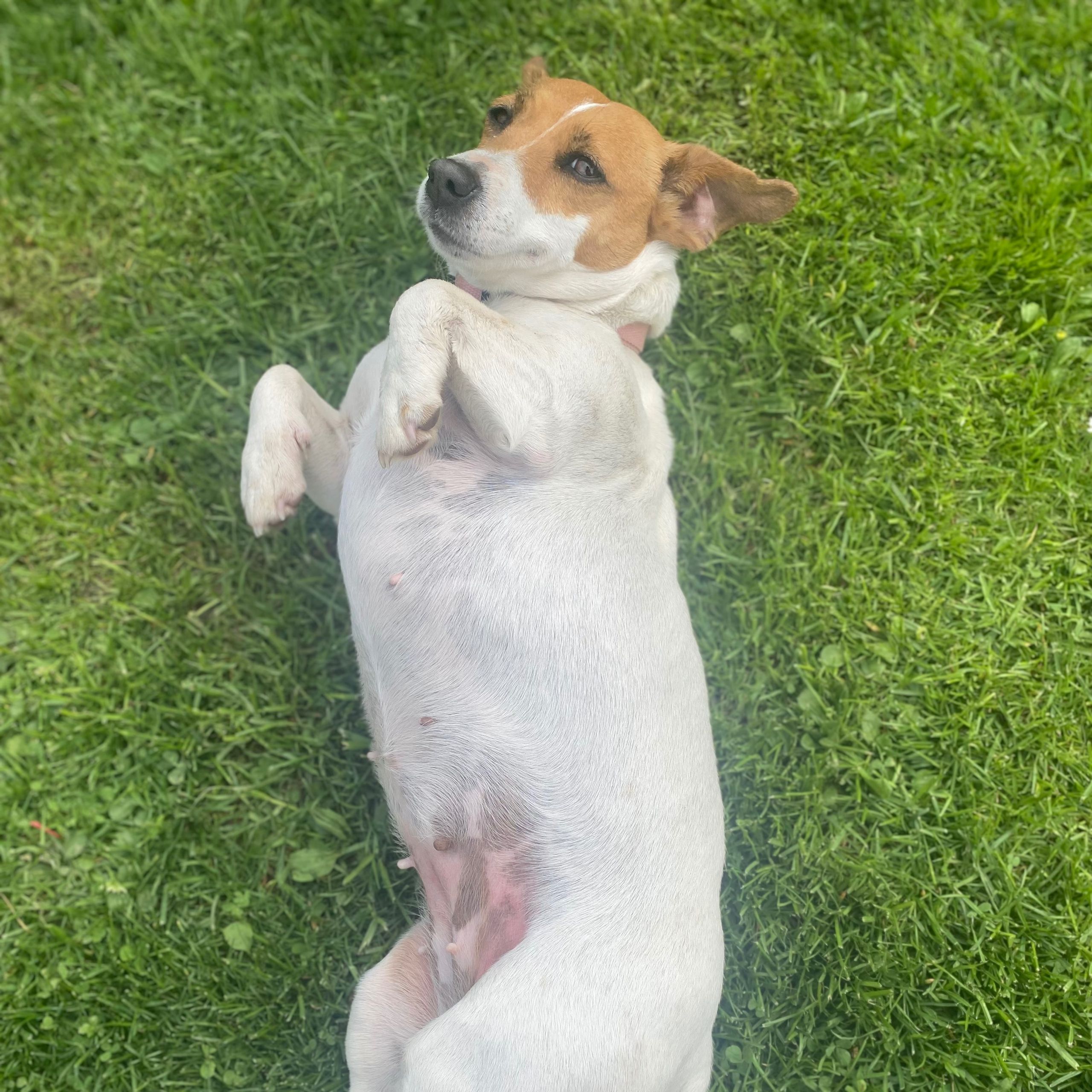 Soutěžní fotografie - Mia,  Jack Russell Teriér