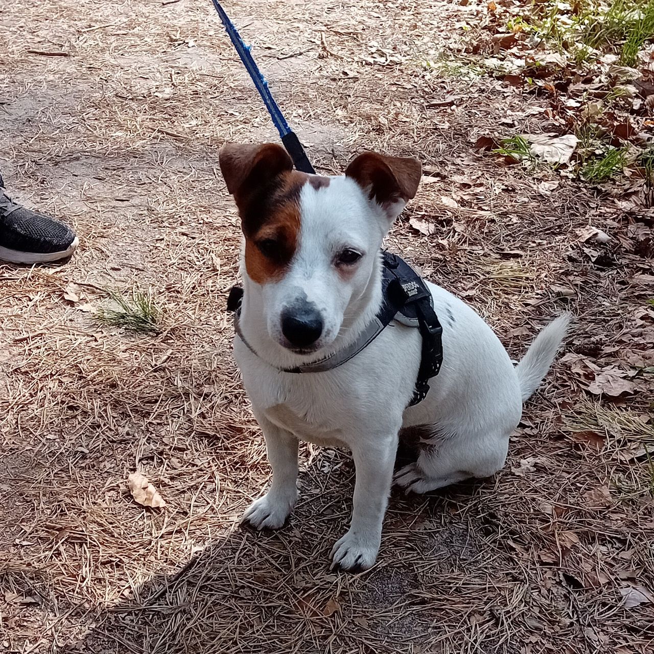 Soutěžní fotografie - Tečka,  Jack Russell Teriér
