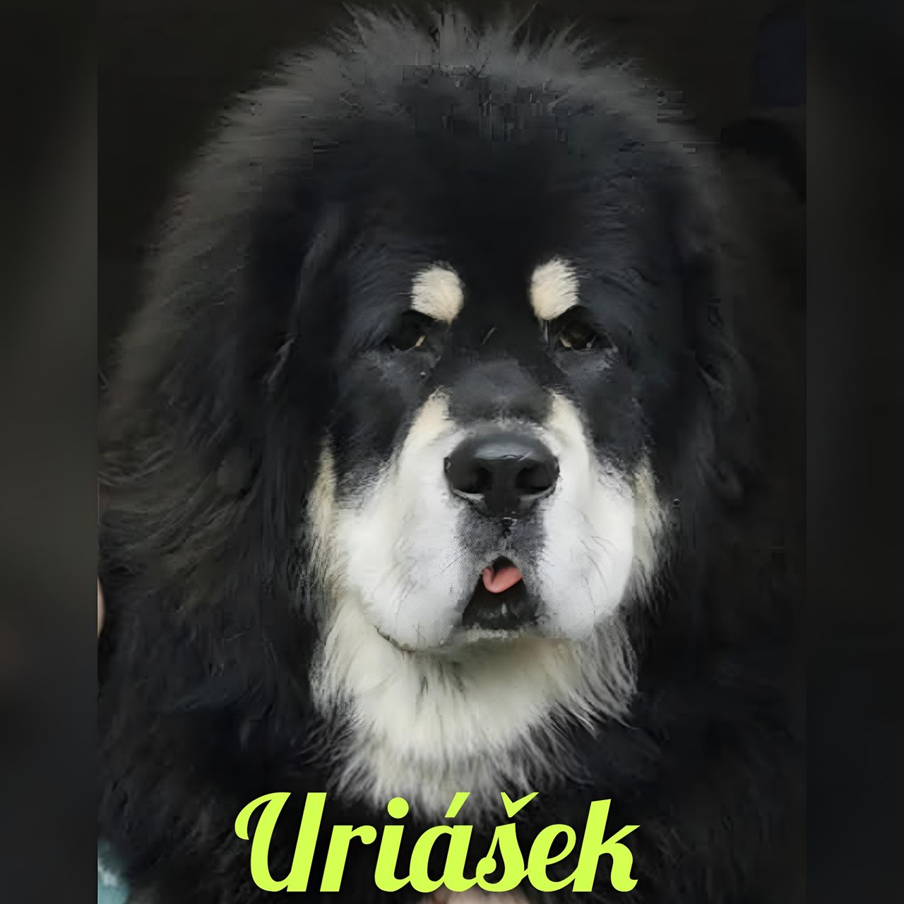 Soutěžní fotografie - Uriásek,  Tibetská doga