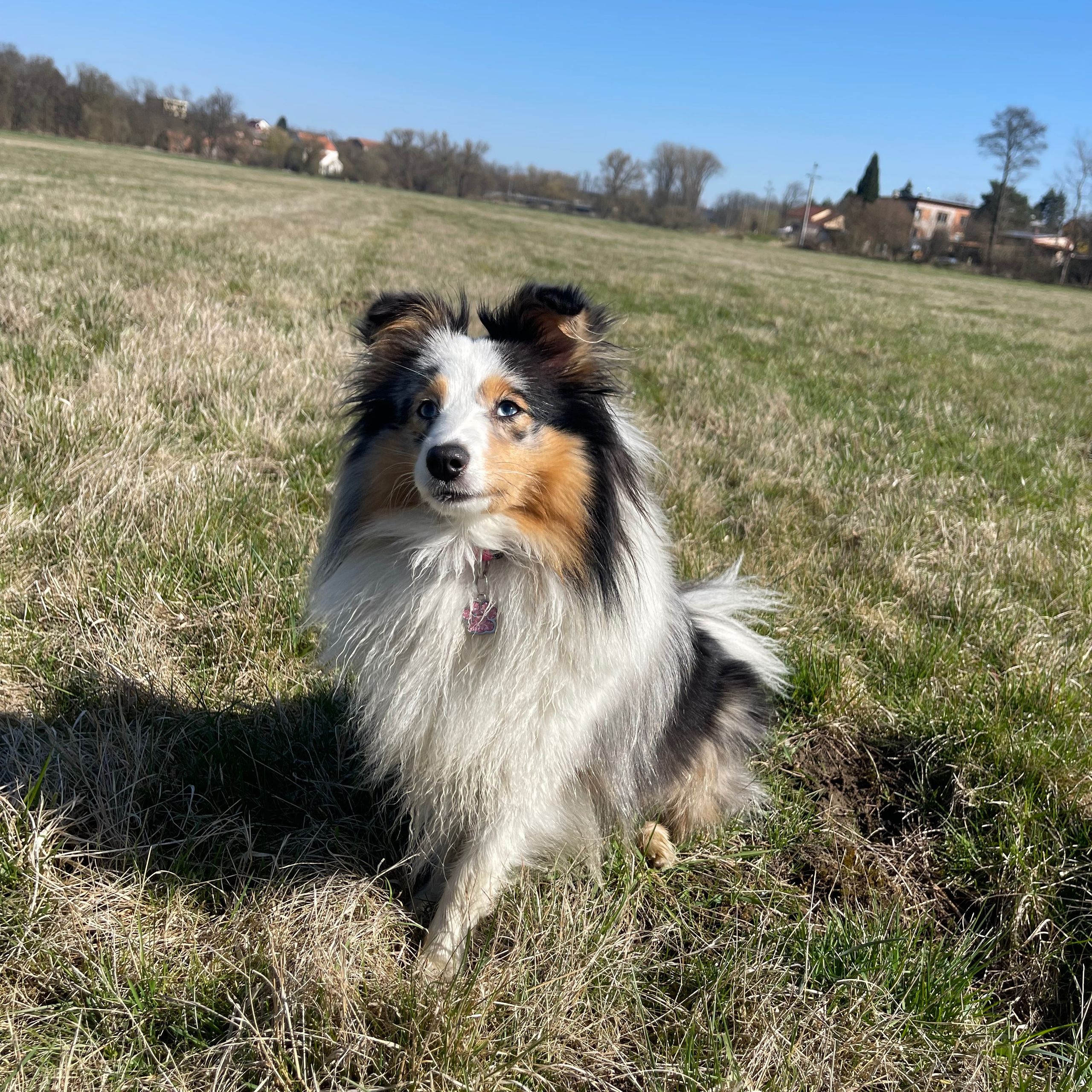 Soutěžní fotografie - Abby,  Sheltie
