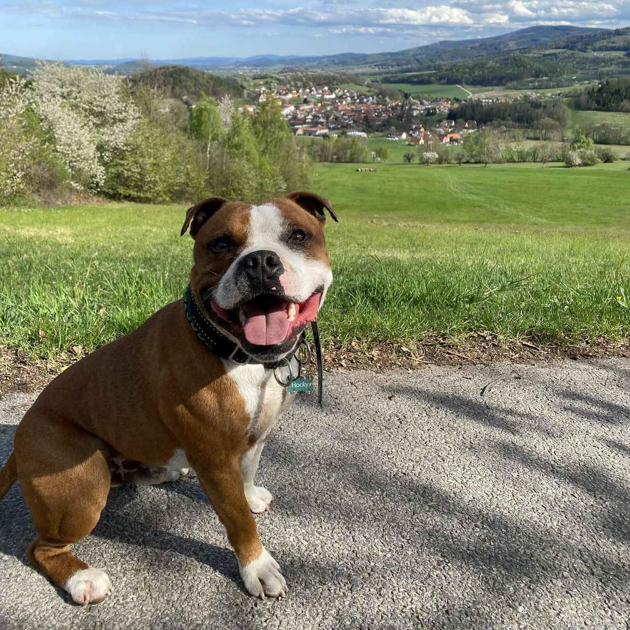 Soutěžní fotografie - Hocky,  Stafordšírský bullterier