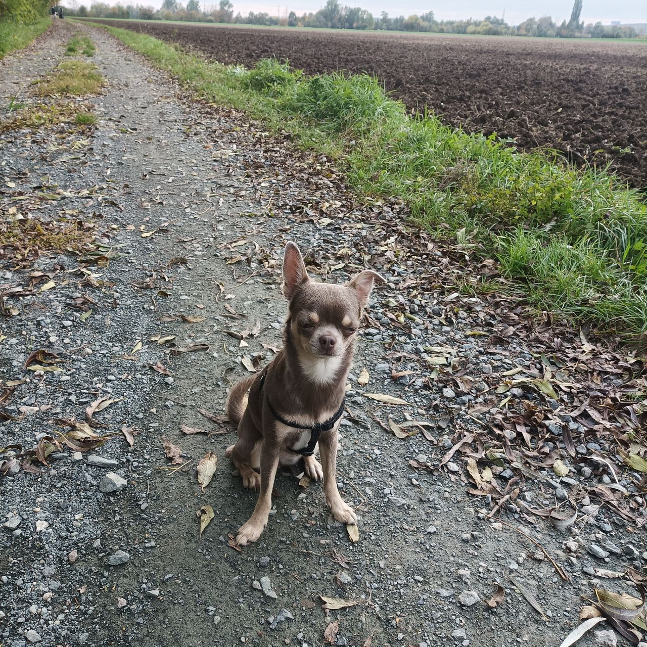 Soutěžní fotografie - Amálka,  Čivava