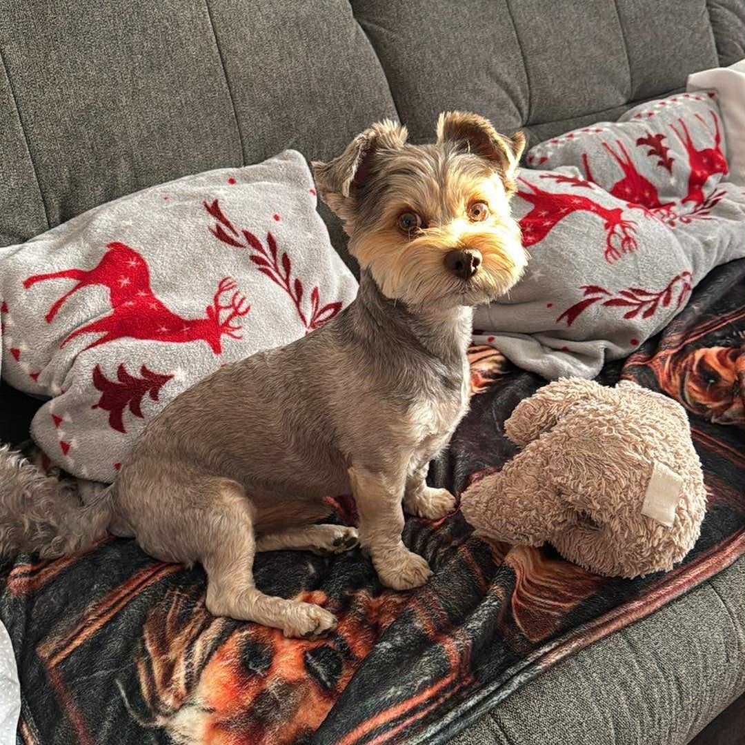 Soutěžní fotografie - Frankie,  Yorkšírský terier