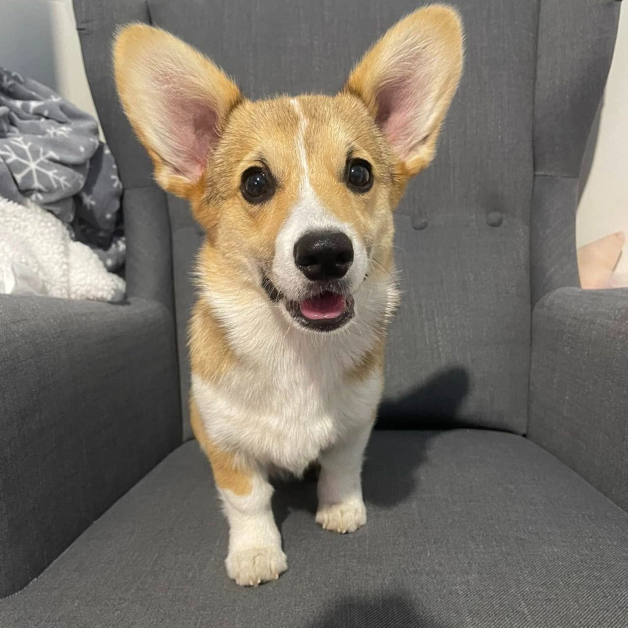 Soutěžní fotografie - Flori,  Welsh Corgi Pembroke