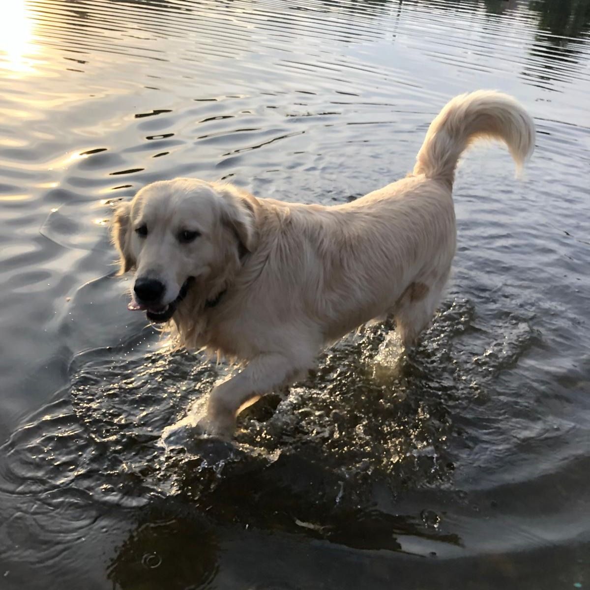 Soutěžní fotografie - Dusty,  Zlatý retriever