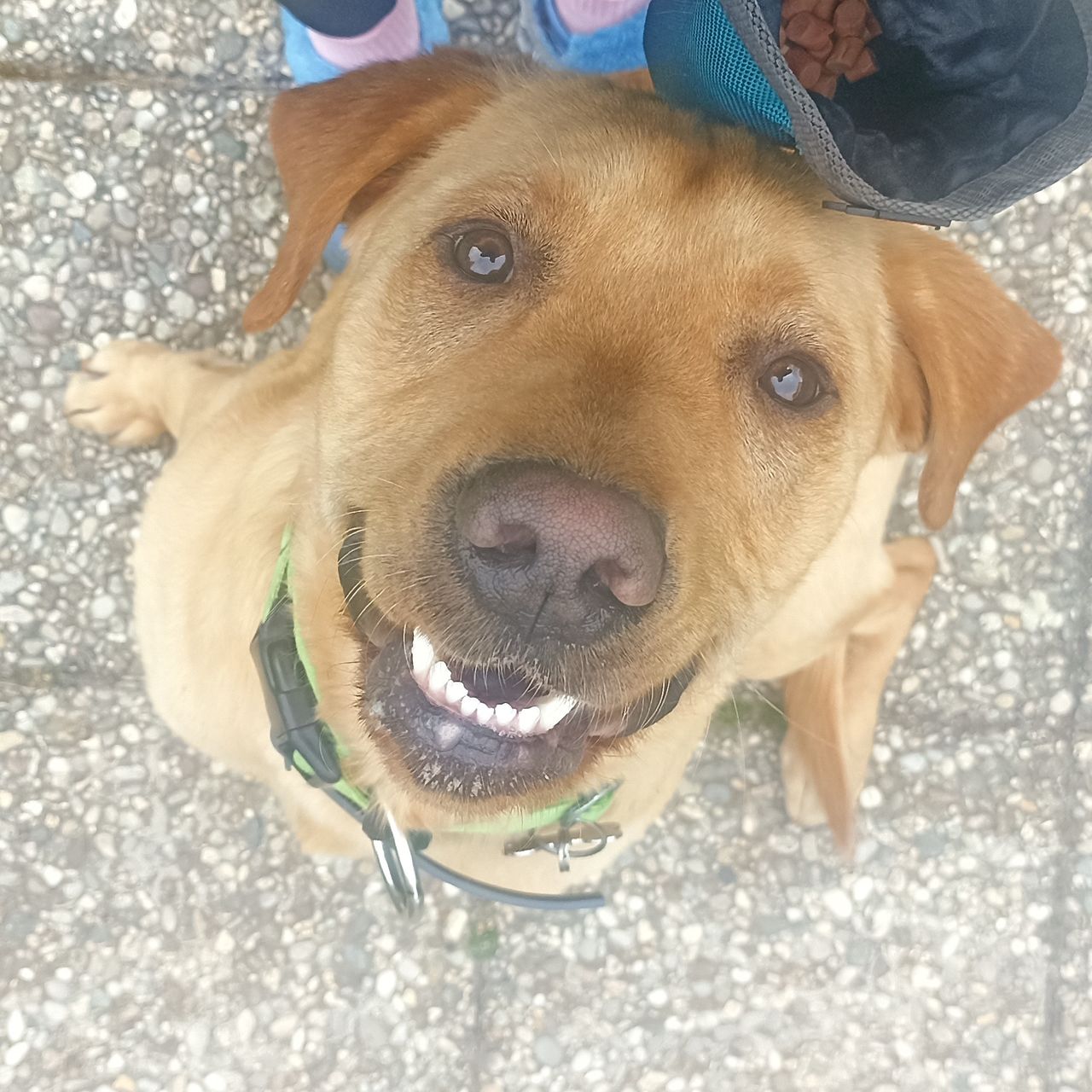 Soutěžní fotografie - Falco,  Labradorský retriever