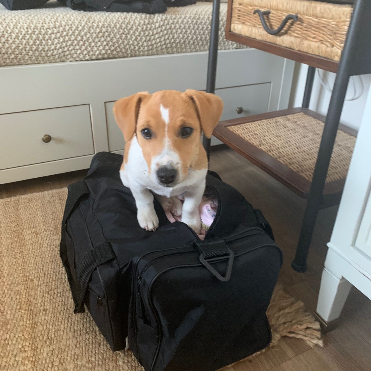 Soutěžní fotografie - Bobík,  Jack Russell Teriér